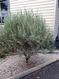 Image result for Eriosema youngii