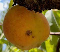 The peach tree is relatively short with slender and and supple branches. Peach Insect Pests Home Garden Information Center