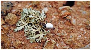 Image result for Arthraerua leubnitziae