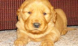 The broad head, with its friendly and intelligent eyes. Akc Golden Retriever Puppies Price 550 00 For Sale In Hoquiam Washington Best Pets Online