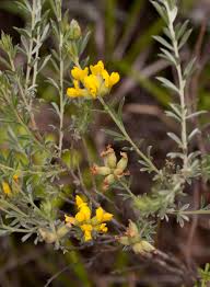 Image result for Pearsonia aristata