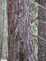 Maybe you would like to learn more about one of these? Leyland Cypress Yale Nature Walk