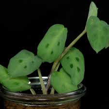 Image result for Ctenanthe marantifolia