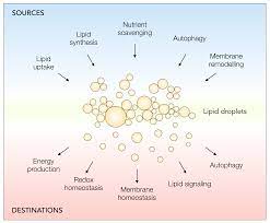 Terus sedang mencari arti mimpi?. Pdf Lipid Droplets In Cancer