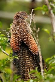Black Bird With Orange Belly Michigan Pheasant Coucal Beautiful Birds Most Beautiful Birds Australian Birds