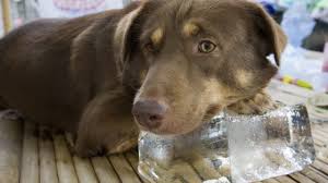 Before bringing a dog into your family it is important to know how to take care of it. Top 10 Dog Care Tips Dogtime