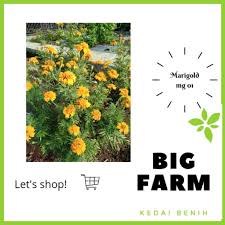 We did not find results for: 5 Bj Benih Bunga Marigold Mg 01 Shopee Indonesia