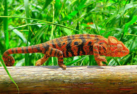 The Oustalet S Or Malagasy Giant Chameleon Chameleon Pet Animals Cool Pets