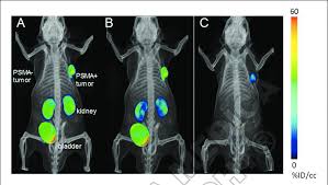 Paul, mn, is a medical facility for animals that offers comprehensive animal medical care services for pets including dogs, cats, and other household pets. Pet Ct Volume Rendered Composite Images Of 18 F Dcfpyl In A Mouse Download Scientific Diagram