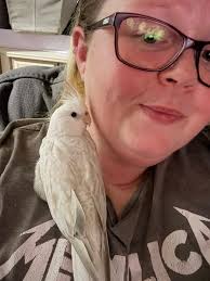 Cockatiels ♥️ hand feeding