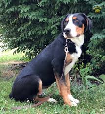 The greater swiss mountain dog, also referred to as a gsmd or a swissy, originated in the swiss alps. Boots Greater Swiss Mountain Dog Puppy For Sale In Honey Brook Pa Happy Valentines Day Happyvalentinesday2016i