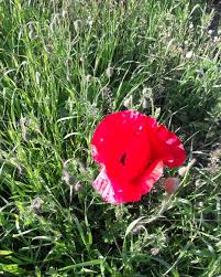 Perfil de Danilo Marconi