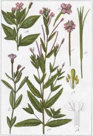 Image result for Epilobium