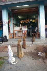 Collecting Indian Ness India Photography Street Dogs India Culture