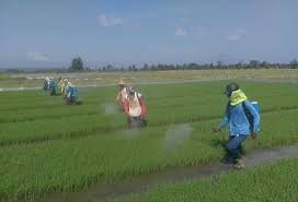 Teknologi yaitu penerapan dan pengembangan ilmu pada alat mesin untuk membantu manusia dalam mengelola atau menyelesaikan masalah kehidupan. Petani Imunisasi Bibit Padi Untuk Amankan Stok Pangan Fajar