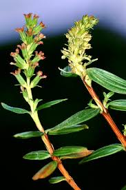 Image result for Myrothamnaceae