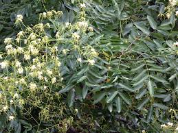 Image result for Sophora inhambanensis