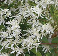 It is native to north america where western white clematis, clematis ligusticifolia. native plants pnw, 4 jan. Clematis Ligusticifolia Western White Clematis Buy Online At Annie S Annuals