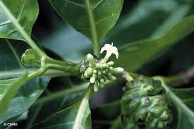 Image result for Morinda citrifolia