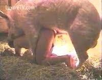 Le meilleur porno de bizarre en vidéo. Zoophile Cochon Video Porno Extreme Luxuretv