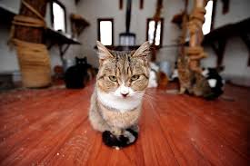 Municipality Has Prepared A Shelter For Street Cats In Osmangazi Bursa Turkey For Winter Shelters Villa Comfort 350 Cats Living In Have Every Comfort Warm
