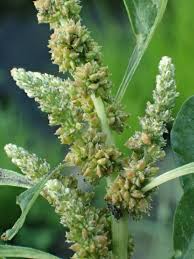 Image result for Amaranthus blitum
