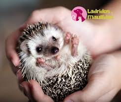 7 Mascotas Exoticas Faciles De Cuidar