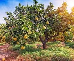 Les composés antioxydants qu'il renferme procureraient de multiples bienfaits pour la santé, notamment contre le. Pamplemoussier Pomelo Conseil D Entretien Taille Et Arrosage