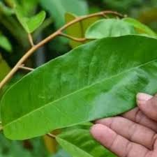 Didieu loba kanyere hanjakal parentil keneh didieu loba awewe hanjakal carentil kabeh. Daun Kanyere Segar 250 Gram Shopee Indonesia