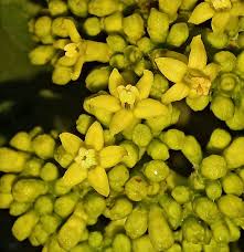 Image result for Psychotria eminiana