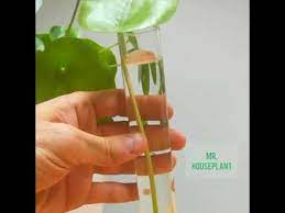 If your plant isnt thriving in tap water you can always. How To Propagate Pilea Peperomioides From A Single Leaf Propagating Plants Pilea Peperomioides Pilea Plant
