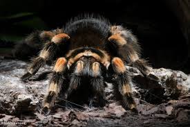 Image result for Tridactyle gentilii