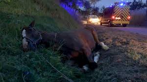 Maybe you would like to learn more about one of these? Chevaux Mutiles Ce Que L On Sait De L Affaire Ou Des Affaires En France