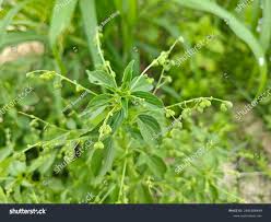 Image result for Micrococca mercurialis