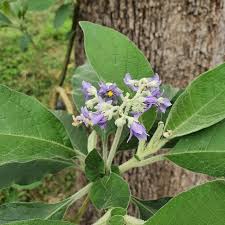Image result for Solanum mauritianum