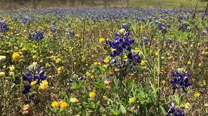Maybe you would like to learn more about one of these? Where To Find Bluebonnets In Houston Khou Com