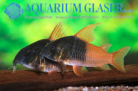 Image result for Heteromorpha sp. agg.