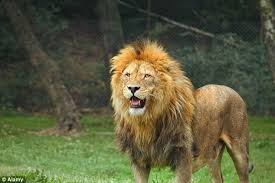 Galau malam minggu nggak ada yang ngajak keluar. Man Wanted In Police Chase Escapes Into Pittsburgh Zoo Daily Mail Online