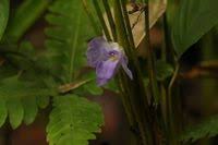 Image result for Halopegia azurea