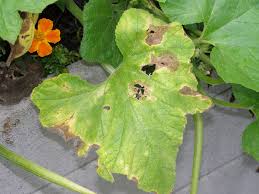 What S Wrong With My Plant Garden University Of Minnesota Extension