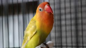 Kemudian gunakan airnya untuk mengompres mata, atau dengan meneteskan pada kedua matanya. 15 Cara Mengobati Snot Pada Lovebird Mudah Arenahewan Com