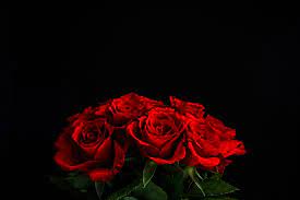 Rote rosen (2018) see more ». Foto Rot Rosen Blute Schwarzer Hintergrund