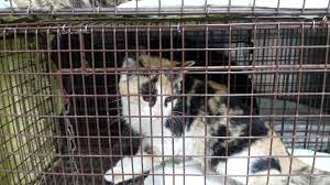 Benefits of spaying or neutering your cat according to dr. Free Spay Or Neuter For Stray Cats For Every 1 000 Aed Spend In Our Pet Hotel