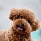 21 Dog Breeds That Look Like Bears or Teddy Bears ...
