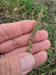 Image result for Setaria incrassata