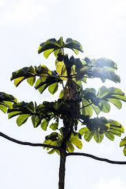 Image result for Cecropia pachystachya