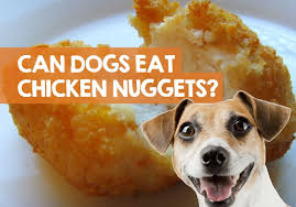 I make these nuggets for madison for lunch, i often make some at night and put them in her lunch box the next day, she doesn't mind eating them cold. Can Dogs Eat Chicken Nuggets What Happens To Dogs On Nuggs