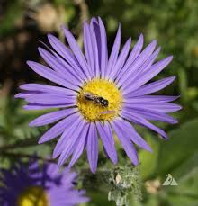 Image result for Parkeriaceae