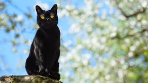 Originally, most cat breeds don't suffer from serious hereditary or genetic conditions. Shortest And Longest Living Cat Breeds 24 7 Wall St