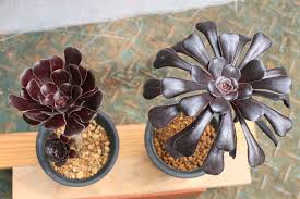 アエオニウム属の人気品種 黒法師 を育てる 山梨で多肉植物を育てるblog